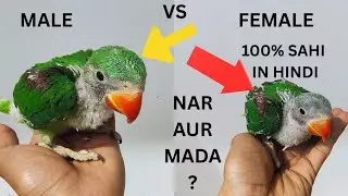   **Alexandrine Parrot Male Female Difference | Bina Ring Ke Pehchane | Bird Guide Hindi**