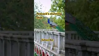 This  Peacock's Beauty Will Mesmerize You #shorts #peacock #nature