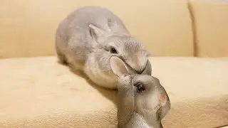 友達だと思ってる兎の置物にお顔を支えてもらいながらひと休みしてるうさぎさんが癒しすぎる