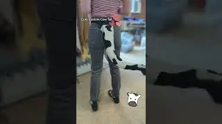 The Tail Company Makes Cosplay Cow Tails That Move!