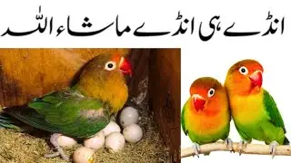Breeding Progress of Fisher Love Birds Colony setup.| Love birds Egg laying.| #lovebird #fisher