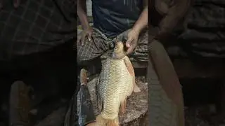 Incredible Cutting Skills Gold Carp Fish || Gold Carp Fish Cutting Skills In The Local Fish Markets.
