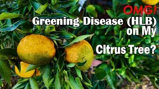 How to Identify Citrus Greening Disease (Huanglongbing, HLB) on Your Citrus Tree? | Asian Psyllid