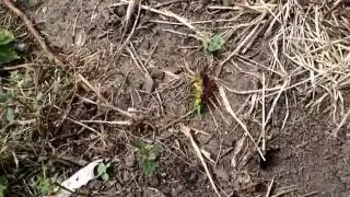 Great golden digger wasp, sphex experiment #1