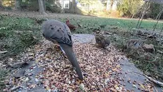 Mourning Doves | Feeding on the Ground #2