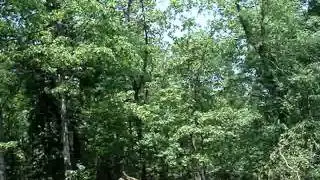 Cicada Chorus - Brood XIX
