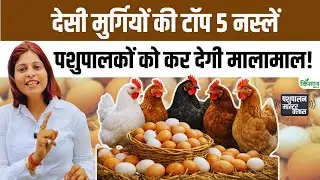 टोकरी छोटी पड़ जाएगी! ये 5 मुर्गियां साल भर रिकॉर्ड तोड़ अंडे देती हैं | Poultry farming business