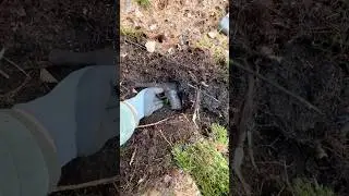 Традиция Хабора! #metaldetecting #wehrmacht #коп #ww2
