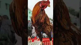 🐓 Madurai pets market Simmakkal Sunday market