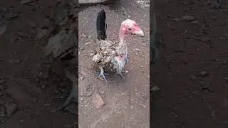 mini modelado❤️🐔