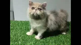 Exotic longhair