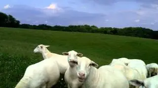 Royal White Ewes