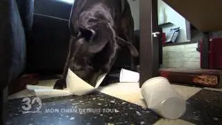 Mon chien détruit tout