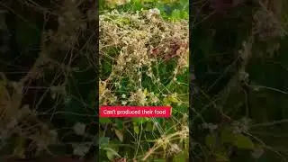 cuscuta| parasitic plant | Abdur Rahman official