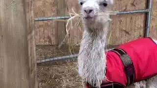 Hilly Ridge Alpacas