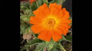 A springtime walk through Bradner Gardens and art craft: Virtual Garden Discovery Walks: March 2020