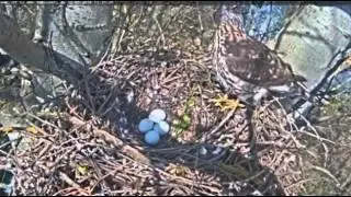 Goshawk Riga 2016-05-02 Misters Y is carefully with the eggs