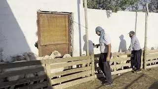 Koyunların Doğum Öncesi Aşılamalarını Yaptık.