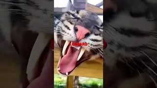 Это команда по уборке природы! #подкаст #тигр #животные