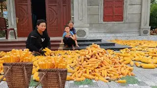 A bumper season for a single mother - corn harvest.
