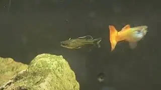 Разведение боливийских голубых рамирези на YouTube-канале @carllaney81aquascapes fish shed
