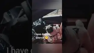 Puggies images . #pug #dog #cute #weird #love #cool #images #selfies