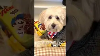 This Dog Takes His Job Too Seriously #dogdetective #funny #shorts