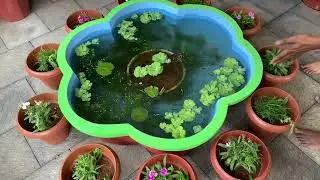 #Fishpond #guppy fishpond#home#cute #shorts #2021