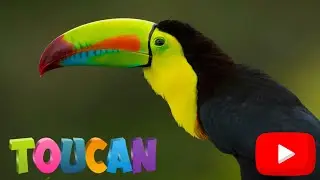 10 Amazing Facts About Toucans! 🌈🦜