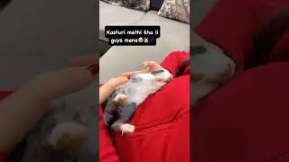 &ldquo;Bunny mode: powered down after snacks. 🔋💤 .  #bunny #sleepingbunny #funny #rabbit #cuterabbit