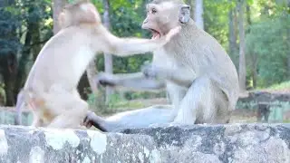 Ameri Troop Monkey Wanna Make friend with Baby Torres, How Torres Doing Like This
