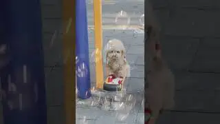Adorable Puppy Enjoys Swing Time | Cute Dog Video #shorts #dog