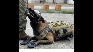 U.S.-Ukraine Foundation delivered protective gear for  K-9 units in Ukraine