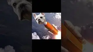 New Italian brain rot #pets #memes #bulldog #puppy #ias #ai #italianbrainrot #brainrot