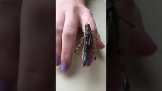 The Differential Grasshopper