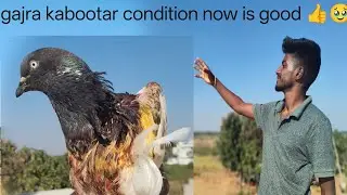 Gajra kabootar condition now is good eagle attack kare so kabutar ko recover kaise karna