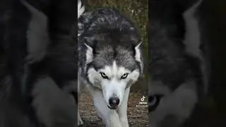 Alaskan Malamute Expectations v Reality #alaskanmalamute #tiktok #doglover #dog