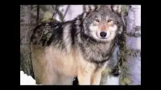 Beautiful Wolf Slideshow