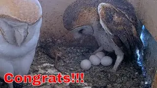 🥚🦉 Congrats!!!!! | 4th Egg Laid on LIVE Barn Owl Israel Cam