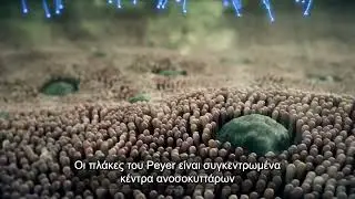 &Pi;ώ&sigmaf; &lambda;&epsilon;&iota;&tau;&omicron;&upsilon;&rho;&gamma;&epsilon;ί &tau;&omicron; 4Life Transfer Factor&reg; &Tau;&omicron; &tau;&alpha;&xi;ί&delta;&iota; &mu;&iota;&alpha;&sigmaf; &kappa;ά&psi;&omicron;&upsilon;&lambda;&alpha;&sigmaf; &mu;έ&sigma;&alpha; &sigma;&tau;&omicron; &sigma;ώ&mu;&alpha;