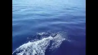 Boat Cruise with dolphins - Island Krk Croatia - AUREA