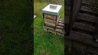 Stunde der Wahrheit -  Funktioniert selbstgemachtes VARROA Med?