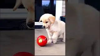 cute golden retriever puppy playing with a ball adorable video #puppy #puppyvideos #dog #dogplaying