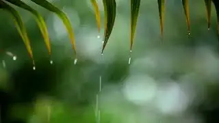 Soft Rain Sounds with Relaxing Piano Music for Deep Sleep Calm Mind Anxiety Relief Tonight Music