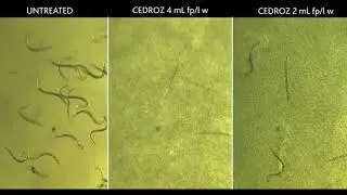 In Vitro Testing Shows the Lethal Effects of Cedroz on Root-Knot Nematodes