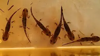 How to care for Salamander and Newt Larvae and what to feed them