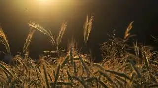 Rye, grain, ear free stock video  Free for use & download