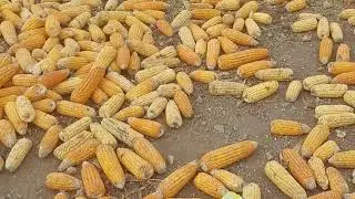 Life in a Pakistani Village | Amazing Village Tour||train wala
