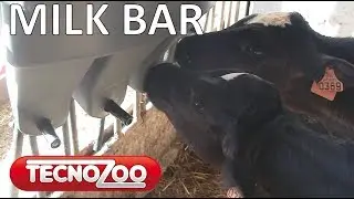 VITELLI che crescono di più e meglio con il sistema MILK BAR