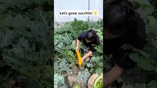How to grow zucchini (garmiyo ki sbse asan sabji) #zuchinni #gardening #growing